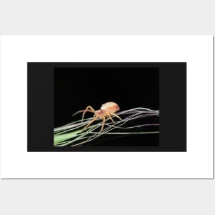 Small crab spider Posters and Art